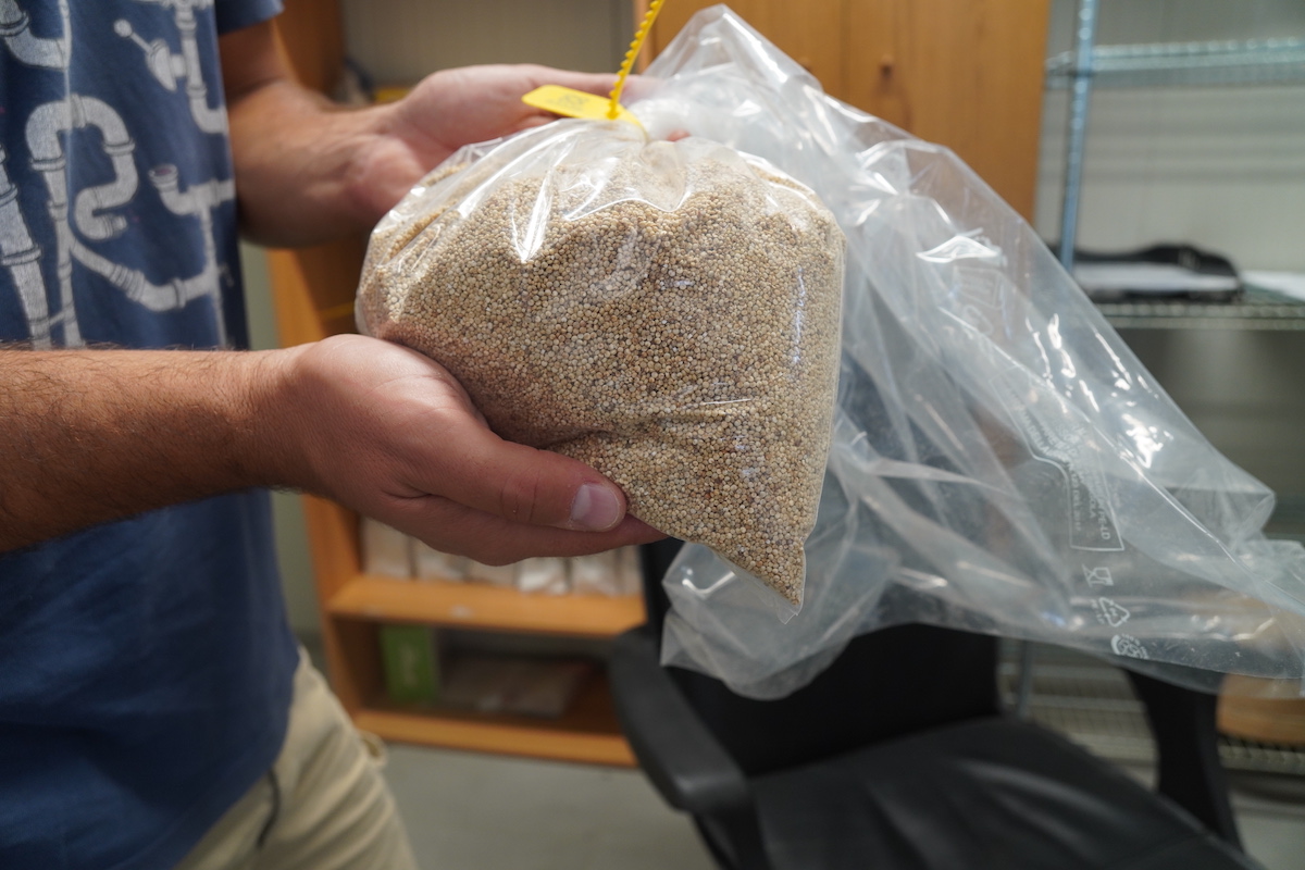 Come si presenta la quinoa selezionata e pulita dopo la lavorazione (Foto di archivio)
